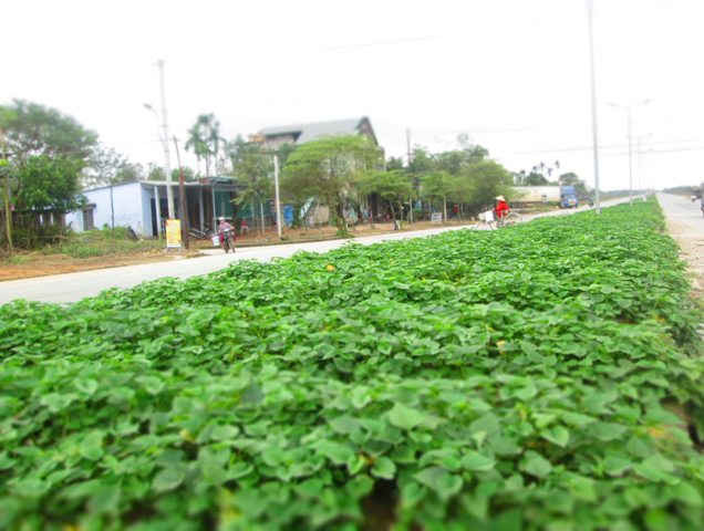 Những hàng rau xanh mướt được người dân trồng nên