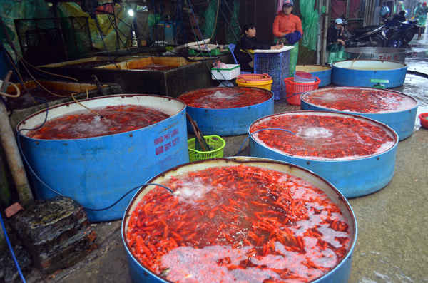 Theo một tiểu thương tại chợ chia sẻ: Cá chép bán tại chợ đều là cá nuôi lồng, được vận chuyển từ Nam Định và các tỉnh lân cận