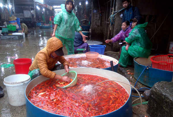 Tại chợ làng Sở Thượng các tiêu thương bán chủ yếu là cá chép vàng