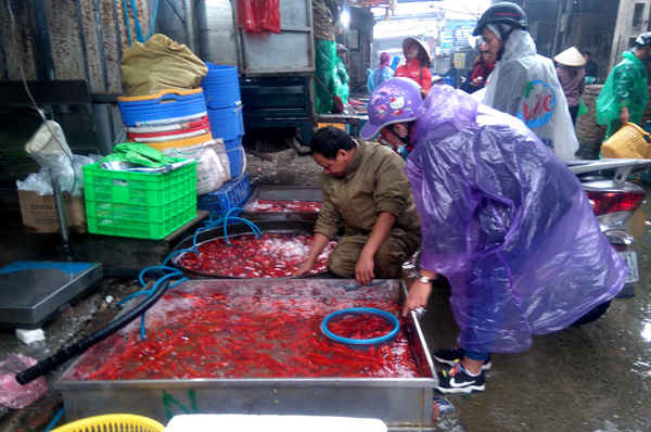 Nhiều người dân cũng tìm đến chợ cá đầu mối để lựa chọn những con cá chép phục vụ cho ngày Tết ông Công, ông Táo