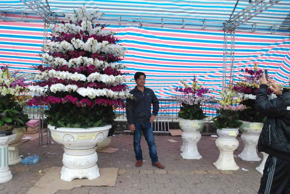 Chậu hoa địa lan hồ điệp khủng nhất chợ hoa xuân Lào Cai với giá bán 78 triệu đồng