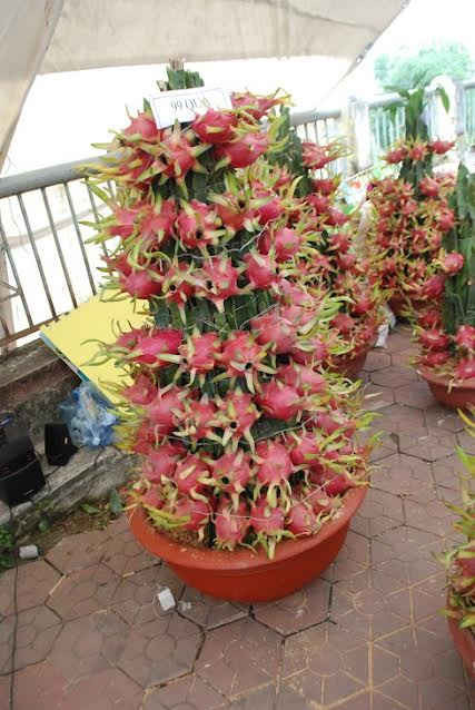 Mận đỏ là loài hoa mới nhập khẩu từ Trung quốc bày bán ở chợ hoa xuân Lào Cai với giá từ 300 - 500 ngàn đồng/ chậu