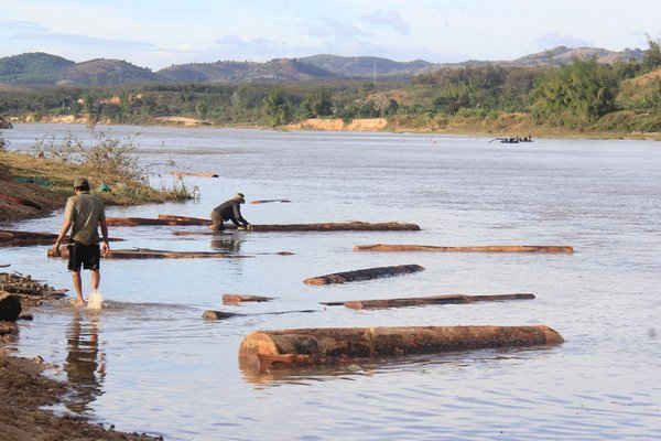 Lâm tặc đẩy gỗ ra giữa dòng thả trôi để tẩu tán gỗ lậu trên sông Đắk Bla.