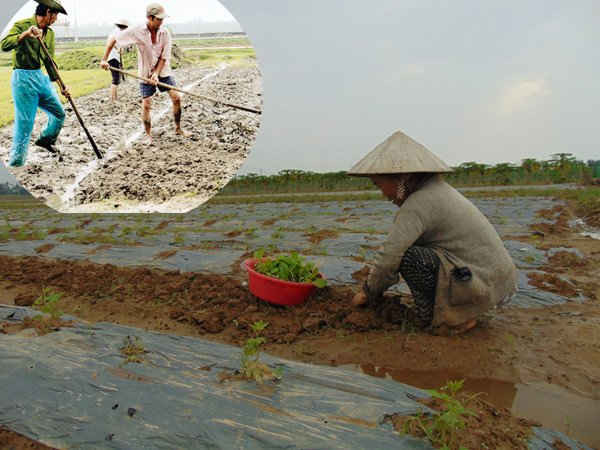 Tỉnh Quảng Ngãi tập trung hỗ trợ đảm bảo hạt giống cho người dân bị mất trắng sau lũ