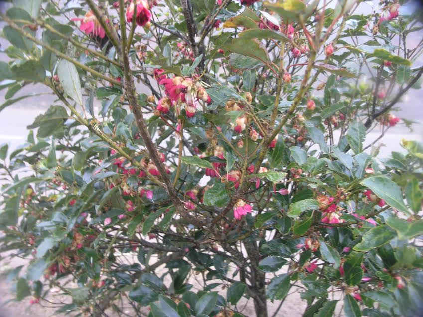 Một cành hoa Đỗ Quyên màu đỏ là loài cây mọc hoang dã quý hiếm do người dân Sa Pa chặt trộm trên rừng Hoàng Liên bày bán công khai ven quốc lộ 4D Lào Cai - Sa Pa ngày giáp tết nguyên đán Đinh Dậu 2017