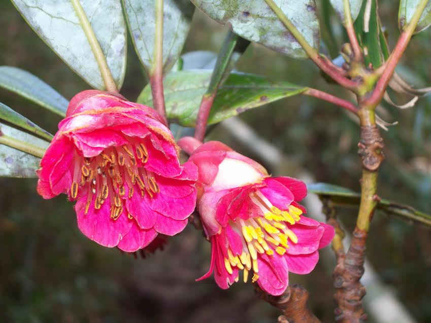 Cận cảnh vẻ đẹp hoa Đỗ Quyên màu đỏ mọc hoang dã trong Vườn quốc gia Hoàng Liên (Sa Pa)