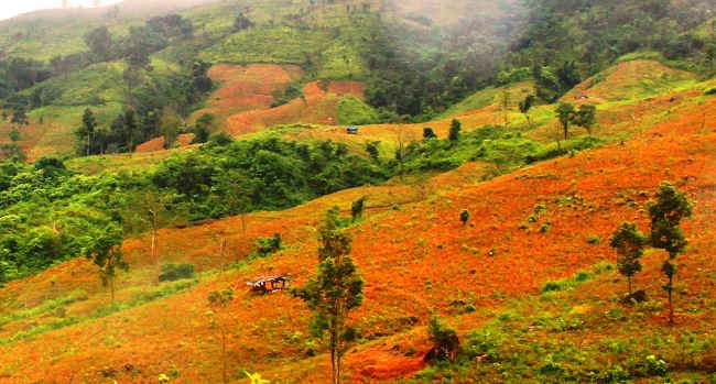 Thiếu đất sản xuất, dân di cư “cạo trọc” rừng làm nương rẫy.