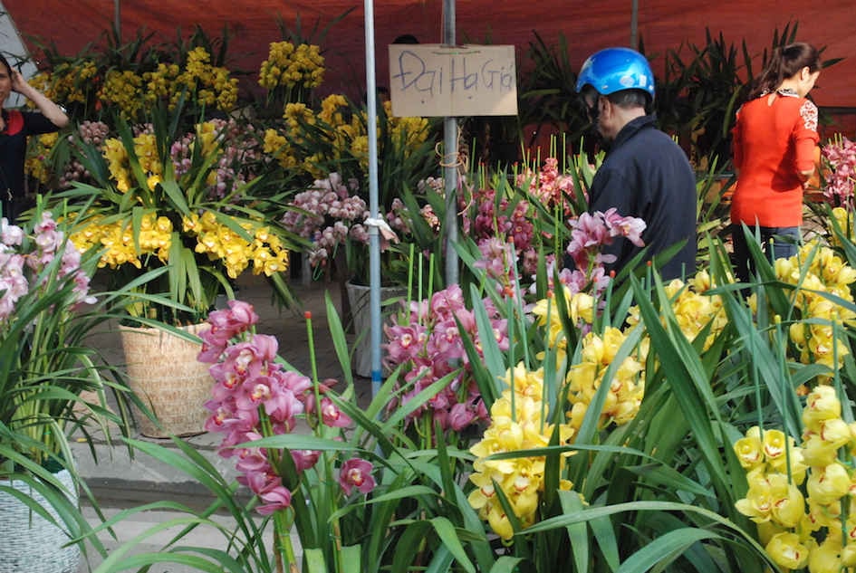 Hoa địa lan ngày đầu giá bán cao ngất ngưởng nay cũng phải đại hạ giá để bán thu hồi vốn.