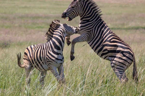 Hai con ngựa vằn đang nô đùa tại khu bảo tồn thiên nhiên Rietvlei ở Pretoria, Nam Phi. Ảnh: Willie Kompagnie / Barcroft Images