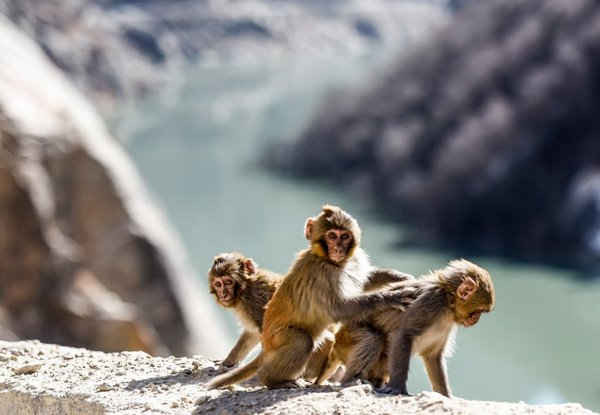 Những chú khỉ Tây Tạng chơi đùa ở hẻm núi Dargo ở Shannan, Tây Tạng. Ảnh: Purbu Zhaxi / Xinhua / Barcroft Images