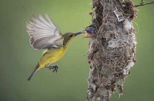 Một con chim hút mật cho 2 chim con ăn côn trùng trong tổ của chúng ở Klang, Selangor, Malaysia. Ảnh: Vincent Thian / AP