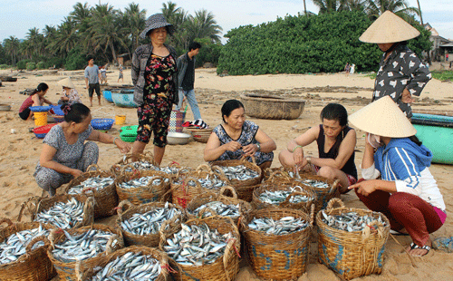 Nguyên liệu cá làm nước mắm về bến Mỹ Quang (Phú Yên)