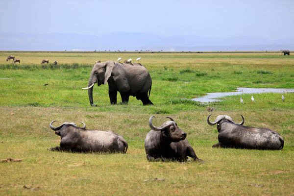 Một con voi và con trâu Cape trong công viên quốc gia Amboseli tại Kenya. Ảnh: Alamy Stock Photo