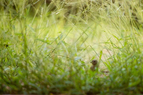 Một con chim họ sẻ cái ẩn mình trong đám cỏ ở Asunción, Paraguay. Ảnh: Alamy Stock Photo