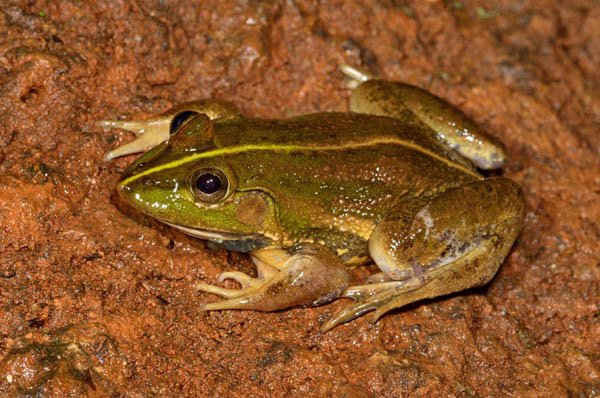 Loài ếch Karaavali skittering mới được phát hiện và tên gọi của chúng dễ bị nhầm lẫn với tên một loài chim. Ảnh: Seshadri K S / Birdlife