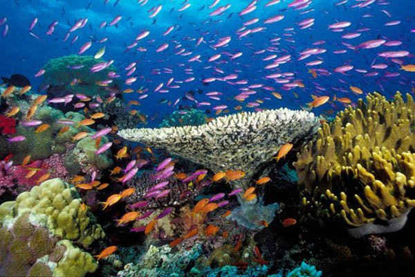 Theo nghiên cứu này, nồng độ cácbon lớn hơn sẽ dẫn đến một số tảo sản xuất hóa chất hiệu quả hơn, có thể làm chết san hô nhanh chóng, đôi khi chỉ trong vài tuần. Ảnh: Alamy Stock Photo