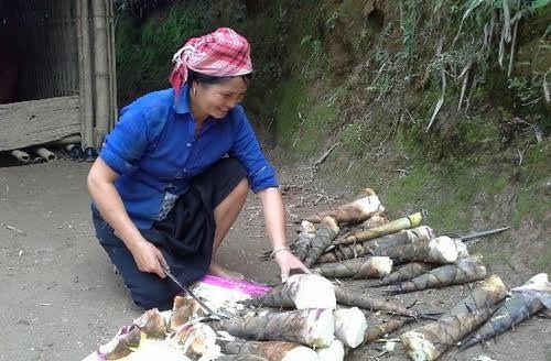 Măng bói Văn Bàn ( tỉnh Lào Cai) là loại măng ngọt giá bán 30 ngàn đồng/ kg cả vỏ, còn măng đã bóc vỏ giá bán 80 ngàn đồng/ kg đắt hơn cả thịt cá. 