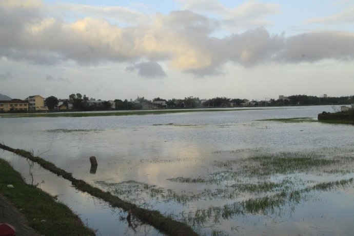 Mưa lớn kéo dài khiến hơn 1.500 ha lúa mới gieo sạ ở Bình Định bị ngập úng.
