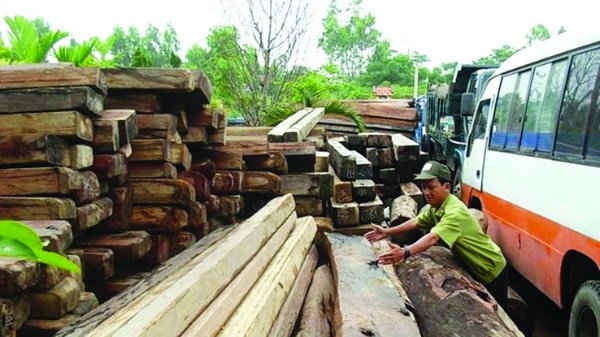 Lực lượng chức năng truy quét, bắt giữ nhiều vụ vận chuyển gỗ lậu trong dịp Tết Đinh Dậu