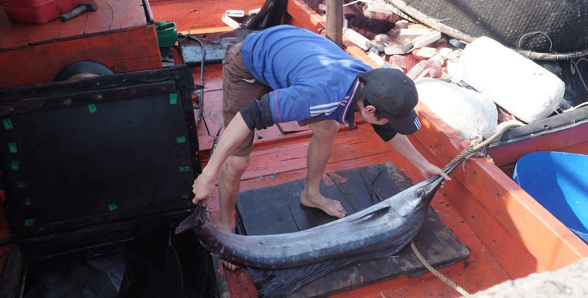 Ngư dân phấn khởi vì đánh bắt được hải sản có giá trị cao