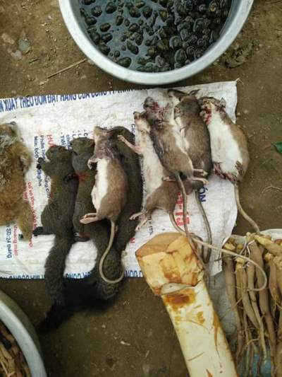 Chuột rừng cũng được bày bán