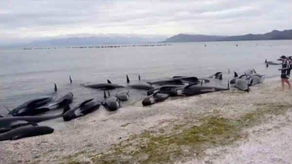 Cá voi hoa tiêu mắc cạn trên bãi biển ở Vịnh Golden, New Zealand sau khi một trong số những vụ cá voi mắc cạn hàng loạt lớn nhất được ghi nhận trong nước vào ngày 10/2