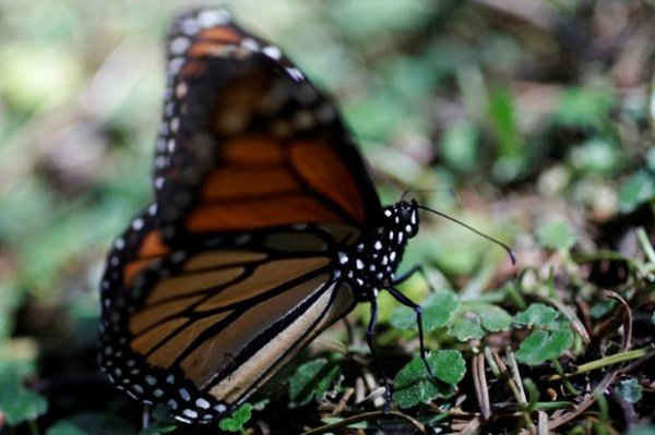 Một con bướm chúa nằm trên mặt đất tại khu bảo tồn bướm Sierra Chincua trên ngọn núi ở Angangeo, Michoacan vào ngày 24/11/2016. Ảnh: REUTERS / Carlos Jasso