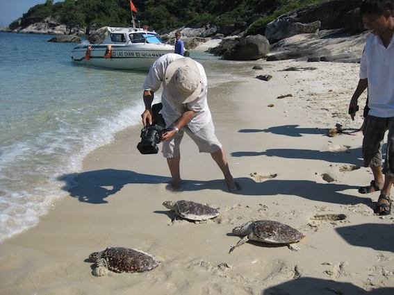 Vài năm trở lại đây, tần suất xuất hiện rùa biển tại vùng biển Cù Lao Chàm ngày càng nhiều
