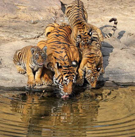 Hổ mẹ và đàn hổ con uống nước tại một hồ nước trong Vườn quốc gia Ranthambore của Ấn Độ. Ảnh: Andy Rouse / Barcroft Images
