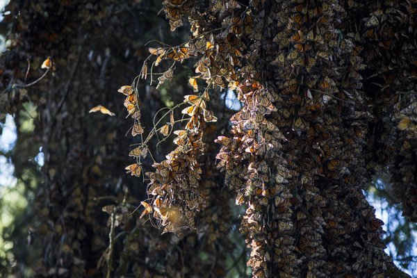 Bướm chúa tại El Rosario Sanctuary ở Ocampo, Michoacan, Mexico. Số lượng loài bướm này ở Mexico giảm 27% trong năm nay, đảo chiều phục hồi năm ngoái từ con số thấp kỷ lục trong năm nay. Ảnh: Luis Enrique Granados / EPA