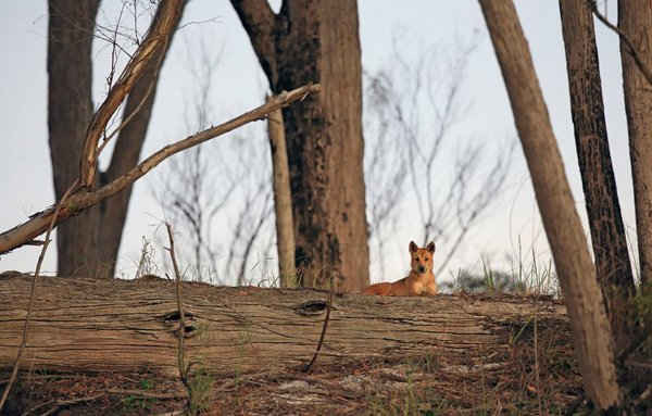 Chó dingo dù rất quan trọng đối với hệ sinh thái nhưng loài chó hoang dã ở Úc này là một loài hung dữ. Sự xuất hiện của loài chó này mang lại lợi ích đối với nhiều động vật có vú, chim và các loài bò sát bị đe dọa khác bởi làm giảm quần thể mèo hoang và cáo – hai động vật được cho là có mối đe dọa lớn nhất đối với động vật hoang dã Úc. Ảnh: Bret Charman / Courtesy of Wildscreen