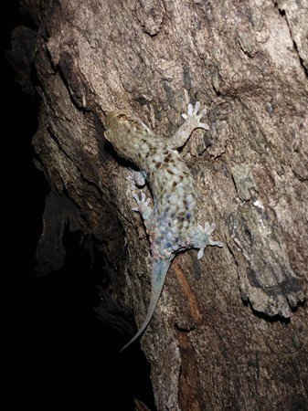 Các nhà khoa học cho biết Geckolepis Megalepis, con tắc kè mới được phát hiện ở Madagascar leo trèo để tránh bị bắt. Ảnh: Frank Glaw / AFP / Getty Images
