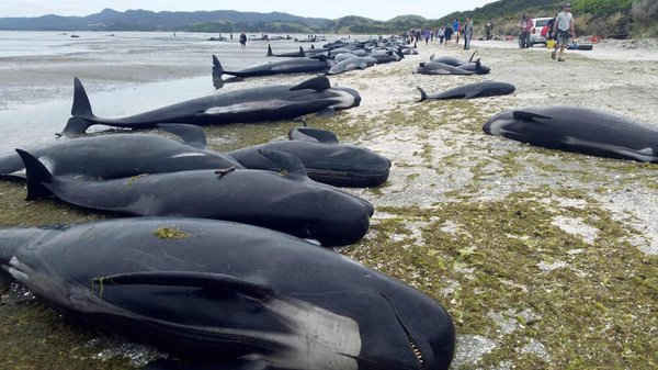 Cá voi hoa tiêu mắc cạn tại Farewell Spit ở mũi phía Bắc của đảo Nam, New Zealand. Hơn 400 con cá voi bị mắc kẹt qua đêm, trong đó hàng trăm con đã chết trong khi các tình nguyện viên đang chạy đua để giải cứu những con sống sót. Ảnh: Cục Bảo tồn New Zealand / AFP / Getty Images