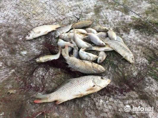 Khoảng 20 con cá gáy chết dạt vào bờ được nhóm thanh niên Tây Yên gom vào vợt đem đi chôn.