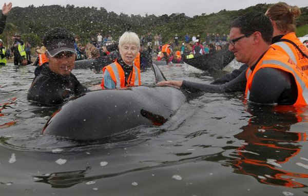 Các tình nguyện viên chăm sóc một con cá voi hoa tiêu bị mắc kẹt ở Vịnh Golden, phía đầu đảo Nam của New Zealand vào ngày 12/2/2017. Ảnh: REUTERS / Anthony Phelps