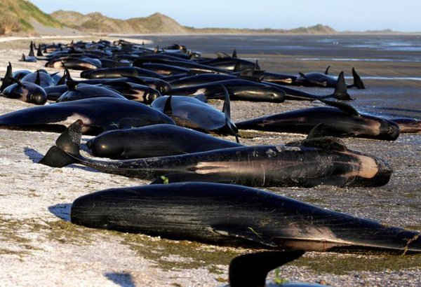 Hàng trăm con cá voi hoa tiêu bị mắc kẹt được đánh dấu 