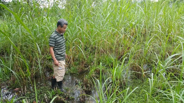 Ruộng nhà ông Nguyễn Lê nước thải ngập tới gần đầu gối