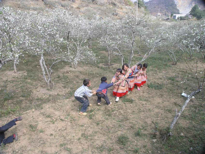 Trẻ em vùng cao Bắc Hà vui chơi trong rừng mận Tam Hoa 