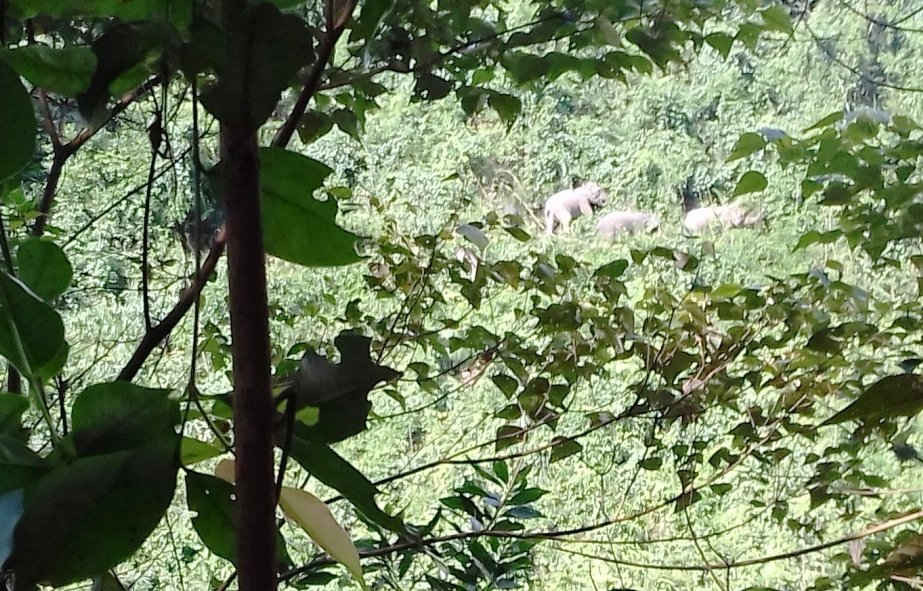 Người dân phát hiện đàn voi ra bìa rừng thuộc xã Quế Lâm tìm thức ăn