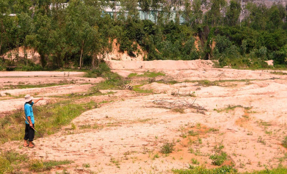 Nhiều diện tích ruộng ở cánh đồng Hóc Ông Phong, thôn Liên Trì, xã Cát Nhơn (huyện Phù Cát) bị đất, đá, sỏi bồi lấp không gieo sạ vụ Đông Xuân 2016 - 2017.
