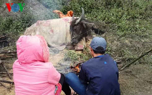 Thời tiết quá lạnh, người dân phải đốt lửa sưởi ấm cho gia súc