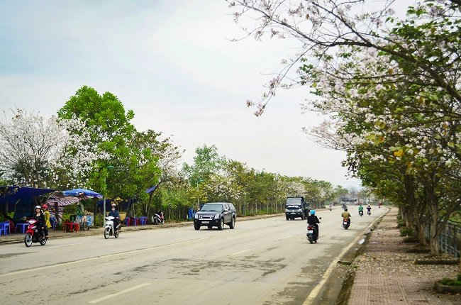 Đường Nguyễn Hữu Thọ, con đường được người dân T.P Điện Biên Phủ mệnh danh là “đường Hoa Ban”.
