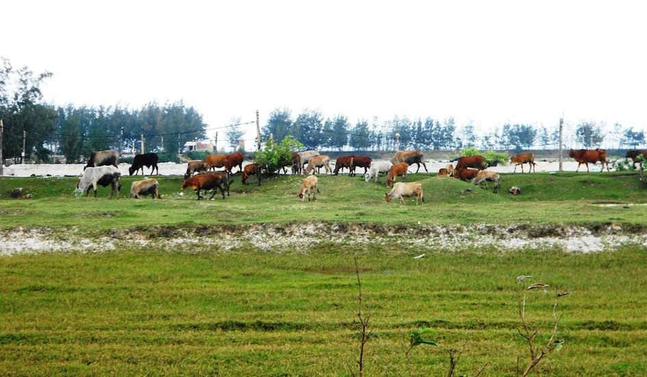 DN tư nhân An Kim sử dụng một phần diện tích đất được tỉnh cho thuê để triển khai dự án nuôi tôm để nuôi, nhốt bò sai quy định.