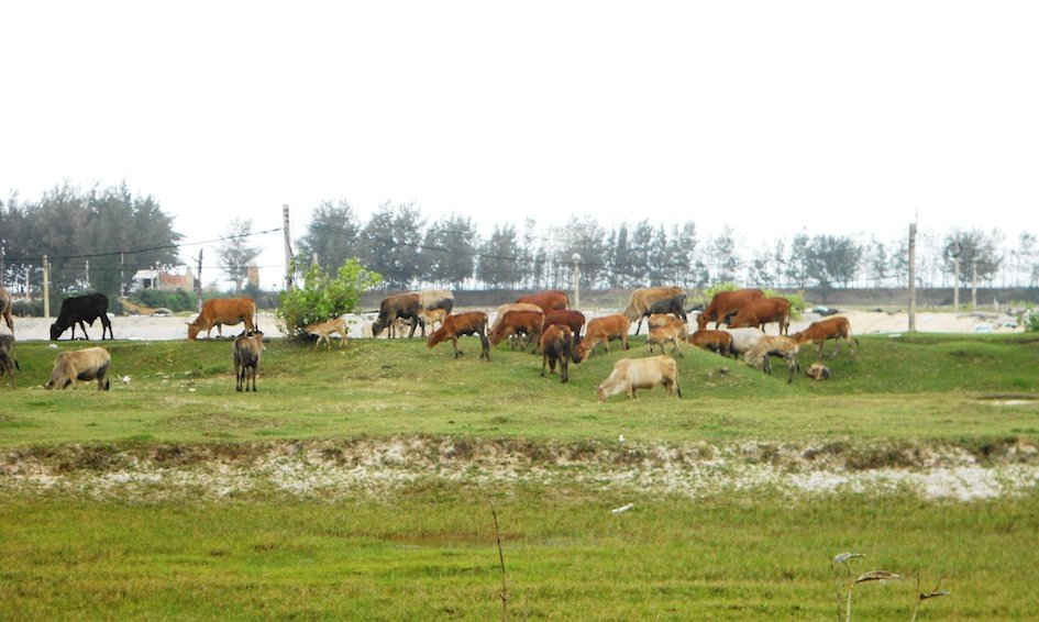 DN tư nhân An Kim sử dụng một phần diện tích đất được tỉnh cho thuê để triển khai dự án nuôi tôm để nuôi, nhốt bò sai quy định.