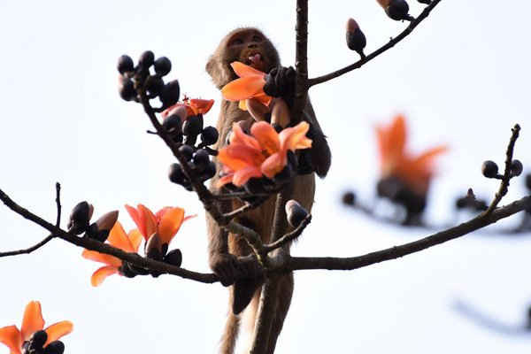 Một con khỉ hút mật từ hoa Simolu trên ngọn cây bông lụa ở Vườn quốc gia Kaziranga thuộc Assam, Ấn Độ. Ảnh: Anuwar Hazarika / Barcroft Images