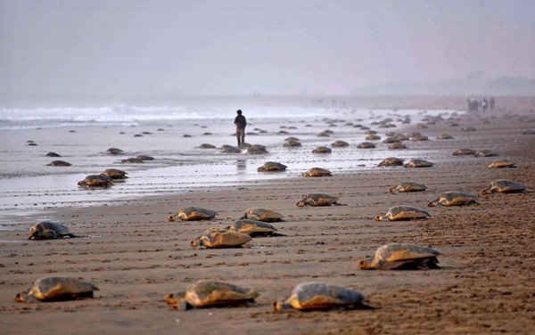 Rùa Olive Ridley trở lại biển sau khi đẻ trứng trên cát tại bãi biển Rushikulya, phía Tây Nam Bhubaneswar, bang Orissa, Ấn Độ. Ảnh: Asit Kumar / AFP / Getty Images