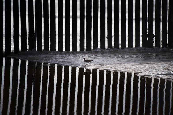 Một con chim băng qua con sóng tại Border Field State Park ở San Diego, California, Mỹ. Ảnh: Jim Watson / AFP / Getty Images