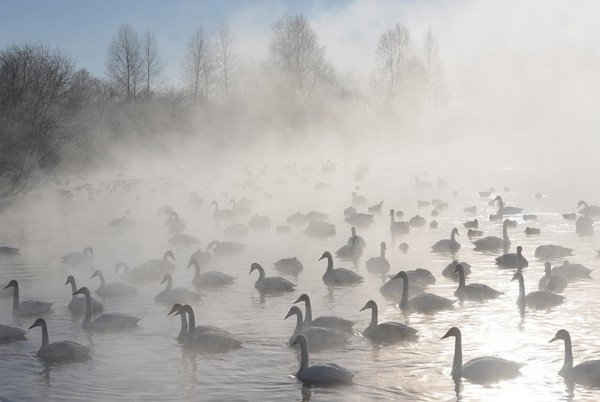 Những con thiên nga lớn trên hồ Lebedinoye tại khu bảo tồn Lebediny, Nga vào mùa đông. Ảnh: TASS / Barcroft Images