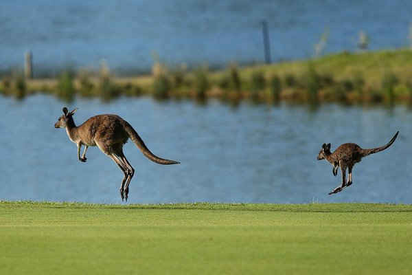 Kangaroo nhảy xuống kênh đào thứ ba trong vòng một của cuộc thi golf ISPS Handa World Super 6 tại hồ Karrinyup Country Club ở Perth, Úc. Ảnh: Paul Kane / Getty Images