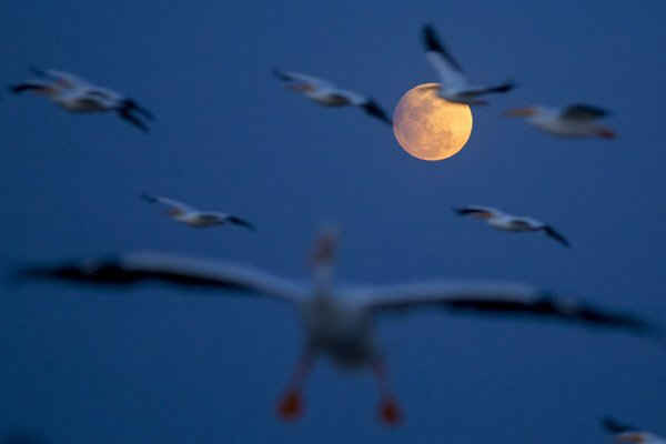 Những con chim bay phía trước mặt trăng khi xảy ra nguyệt thực nửa tối trên đảo Petatan, ở Mexico. Ảnh: Luis Enrique Granados / EPA